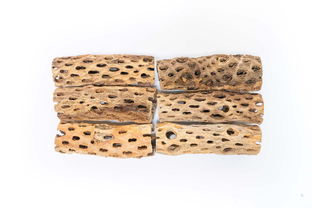 six 6 inch cholla wood containers