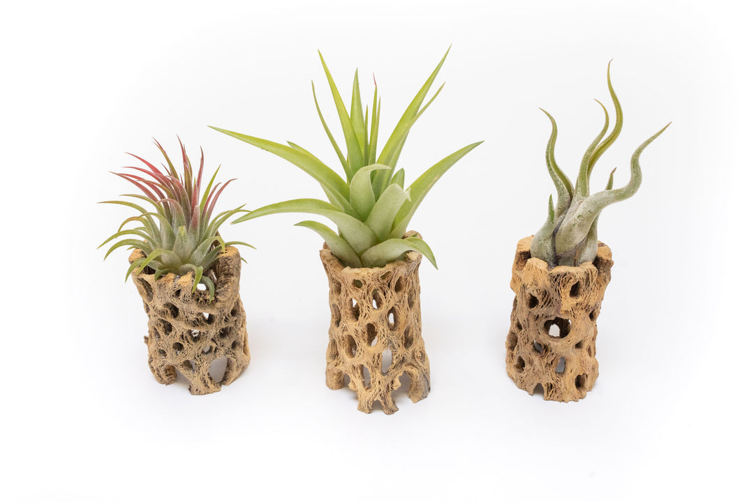 three 3 inch cholla wood containers with assorted tillandsia air plants