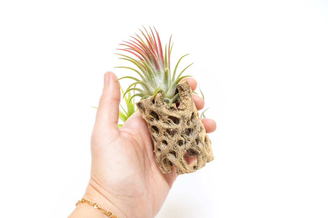 hand holding three inch cholla wood container with blushing tillandsia ionantha guatemala air plant