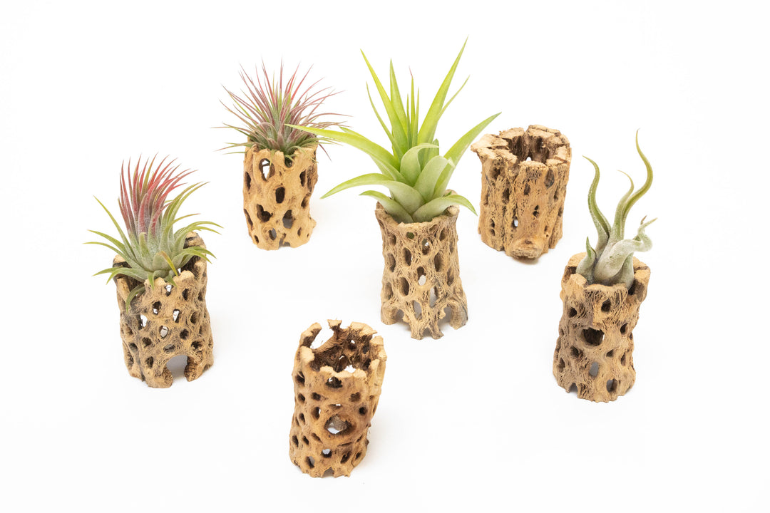 six cholla wood containers with assorted tillandsia air plants