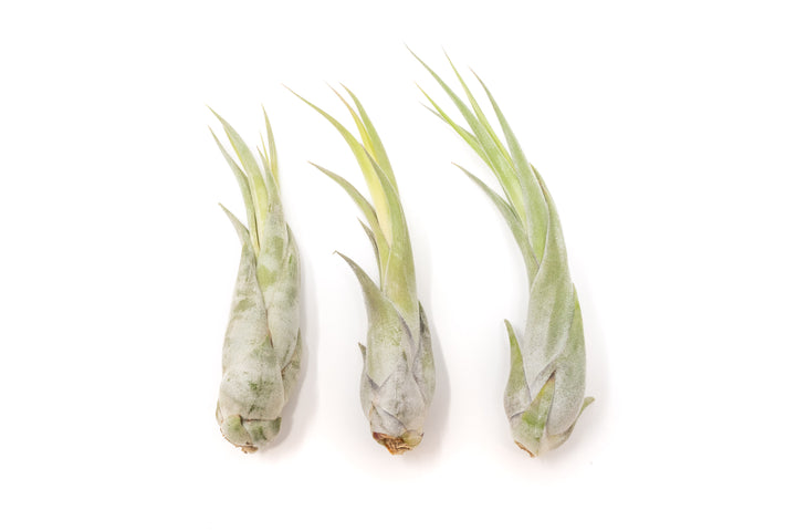 three tillandsia circinata air plants