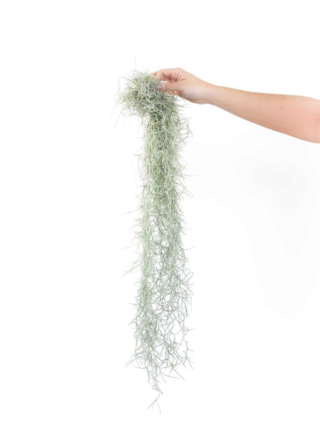 Colombia Thick Spanish Moss - Tillandsia Usneoides - Large Clump