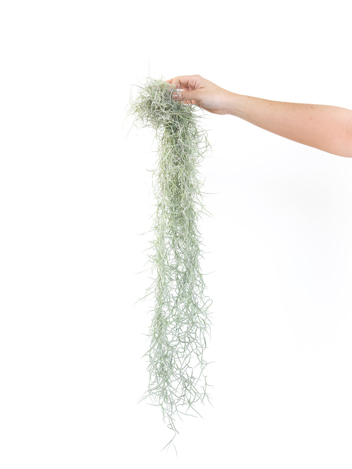 hand holding a large clump of tillandsia colombia thick spanish moss