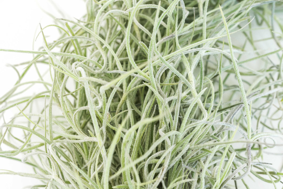 close up of tillandsia colombia thick spanish moss air plant
