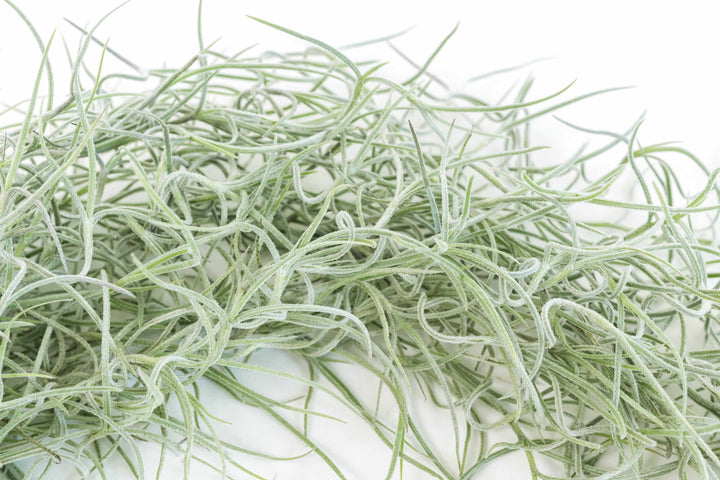 Wholesale Colombia Thick Spanish Moss - Tillandsia Usneoides - Large Clumps