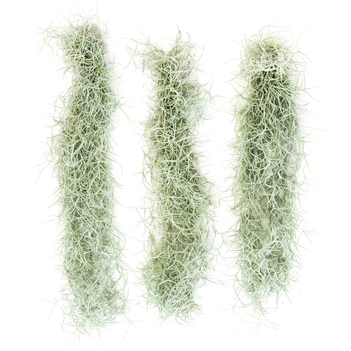 three large clumps of tillandsia colombia thick spanish moss air plants