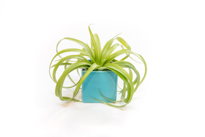 blue ceramic cube planter with tillandsia flabellata air plant