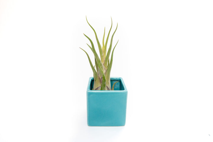 blue ceramic cube planter with tillandsia medusae air plant