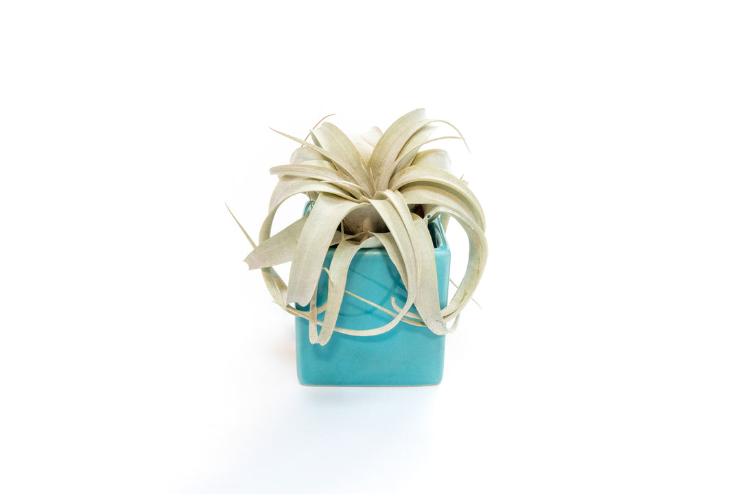 blue ceramic cube planter with mini tillandsia xerographica air plant