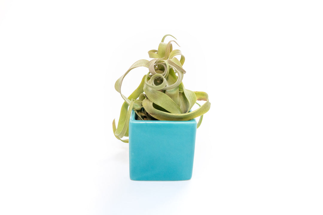 blue ceramic cube planter with tillandsia streptophylla air plant