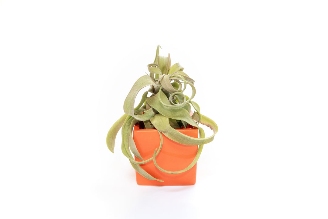 orange ceramic cube planter with tillandsia streptophylla air plant