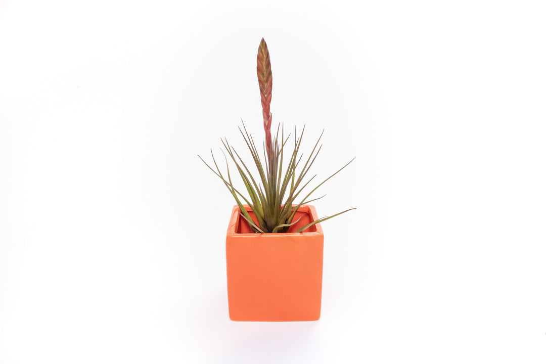 Wholesale - Naranja Orange Ceramic Cube Container with Large Assorted Tillandsia Air Plants