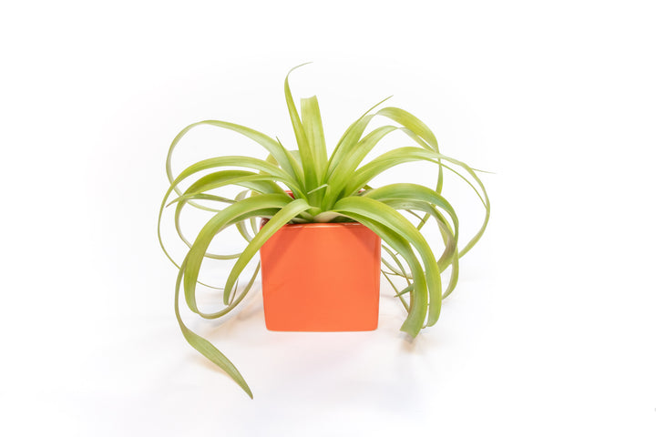 orange ceramic cube planter with tillandsia flabellata air plant