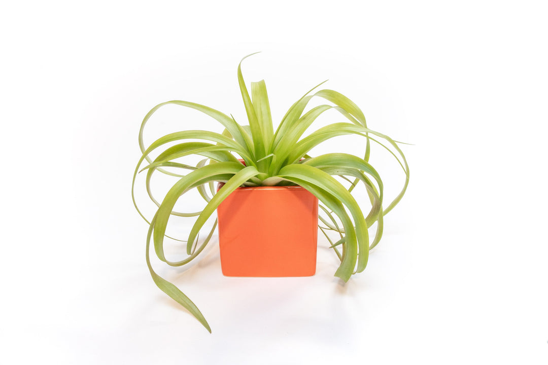 orange ceramic cube with tillandsia flabellate air plant