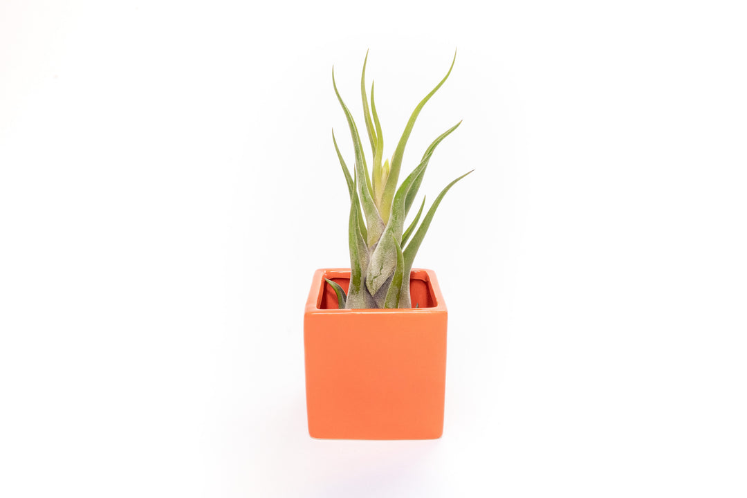 Wholesale - Naranja Orange Ceramic Cube Container with Large Assorted Tillandsia Air Plants