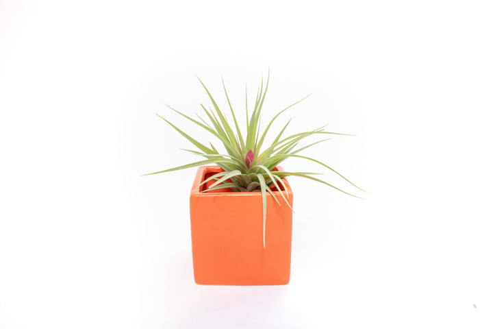 orange ceramic cube planter with tillandsia aeranthos air plant