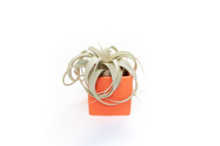 orange ceramic cube planter with mini tillandsia xerographica air plant
