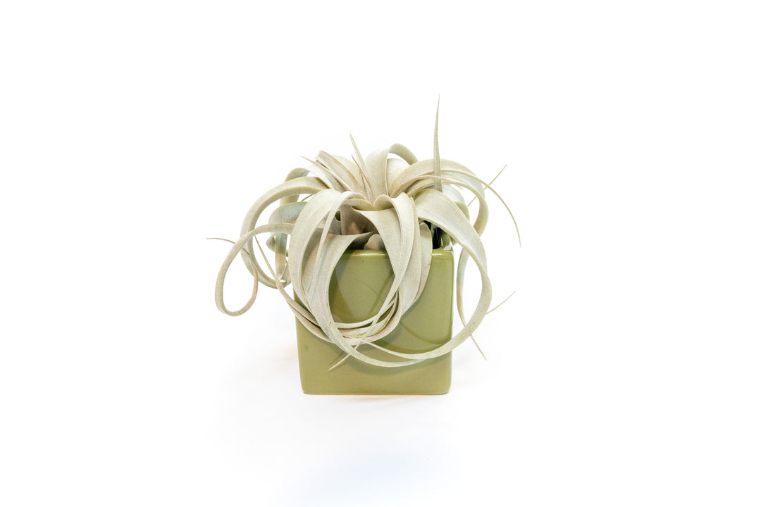 green ceramic cube planter with mini tillandsia xerographica air plant