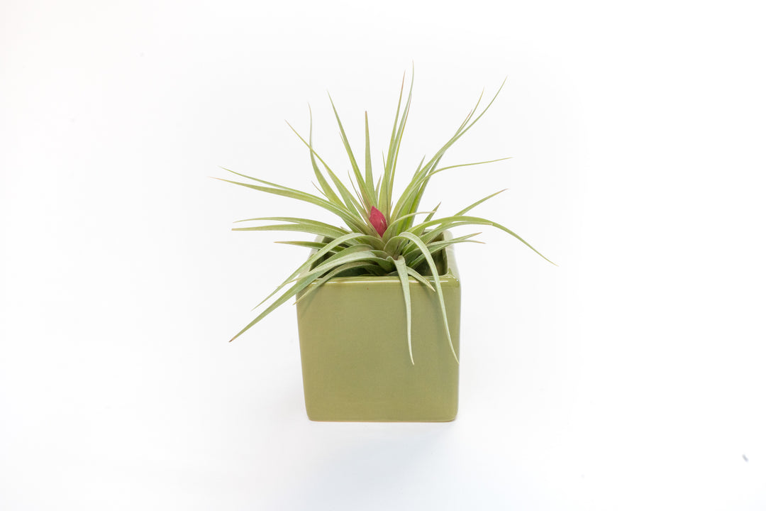 green ceramic cube with blooming tillandsia aeranthos air plant