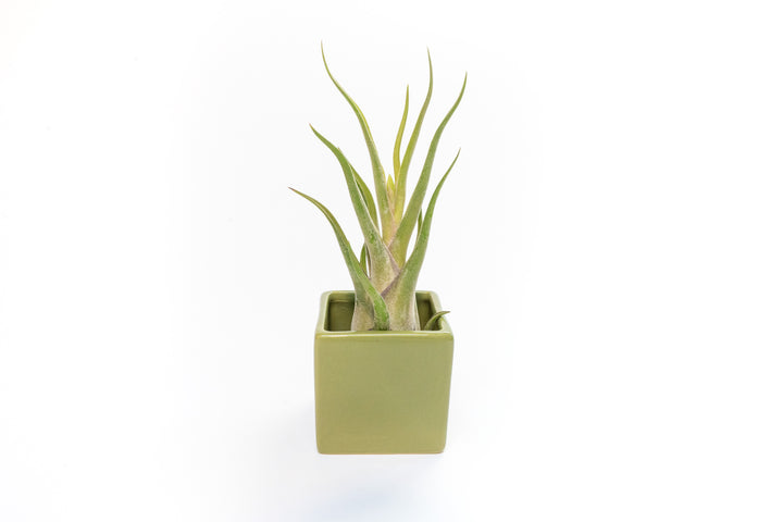 green ceramic cube planter with tillandsia caput medusae air plant