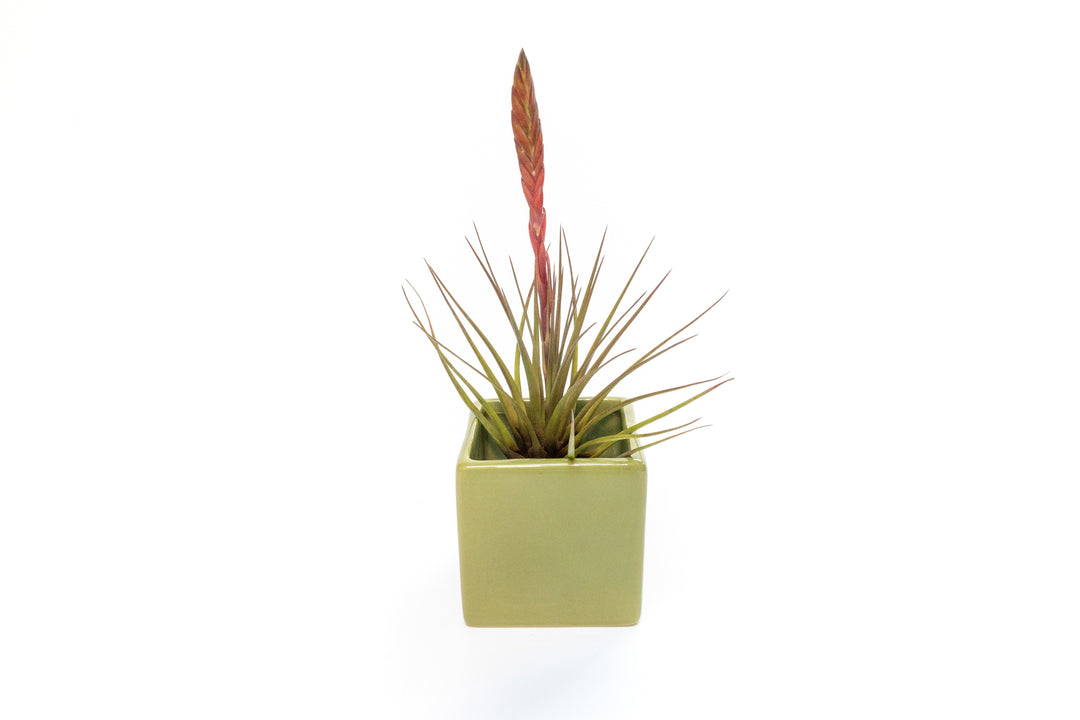 green ceramic cube planter with blooming tillandsia melanocrater air plant