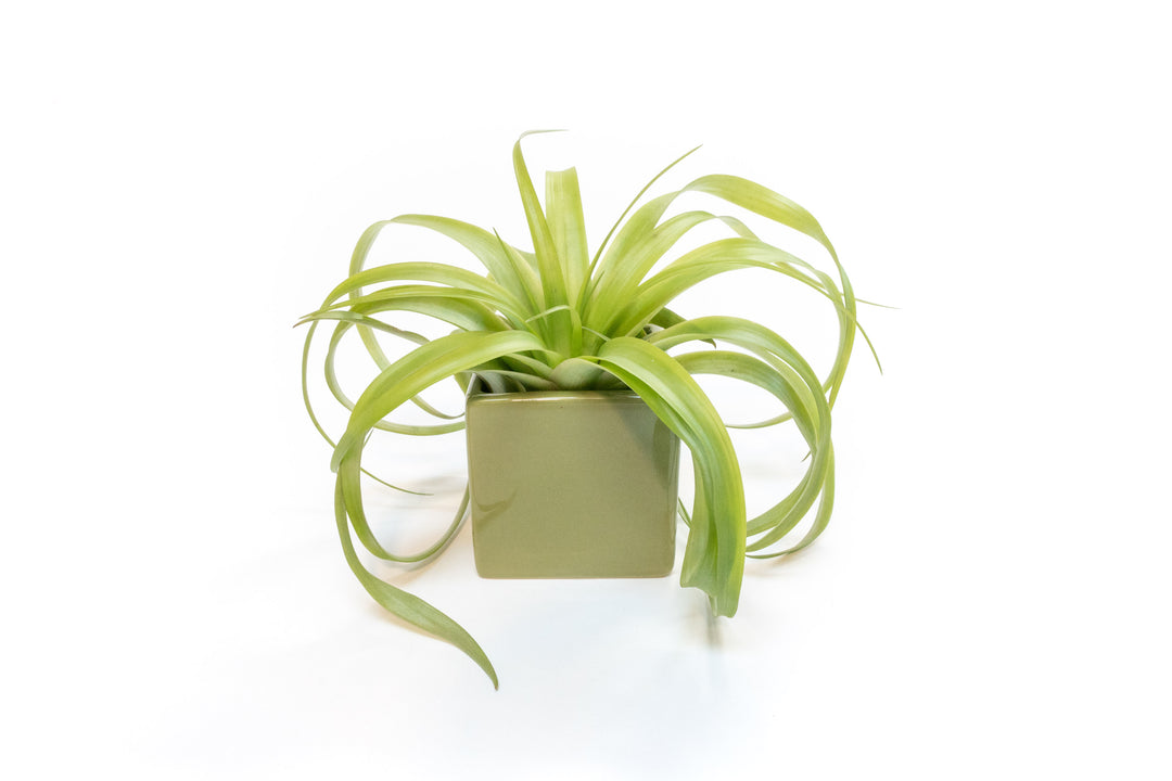 green ceramic cube with tillandsia flabellata air plant