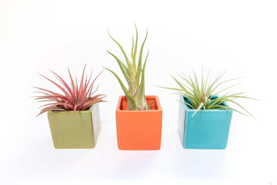 green, orange and blue ceramic cube planters with assorted tillandsia air plants
