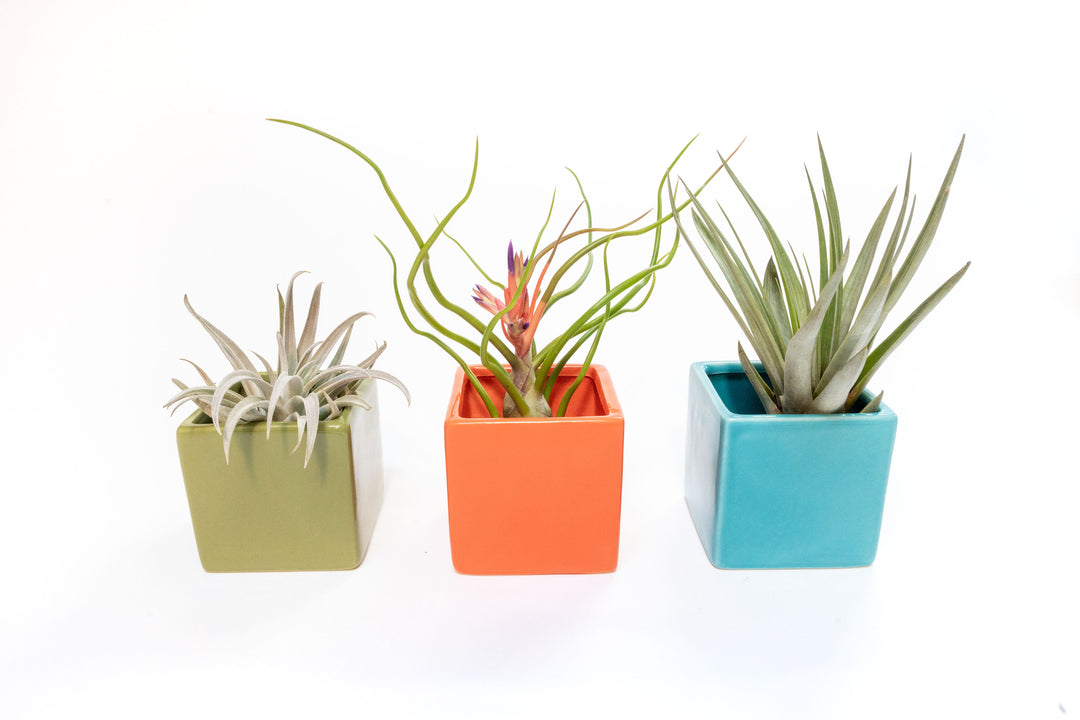 green, orange and blue ceramic cube planters with assorted tillandsia air plants