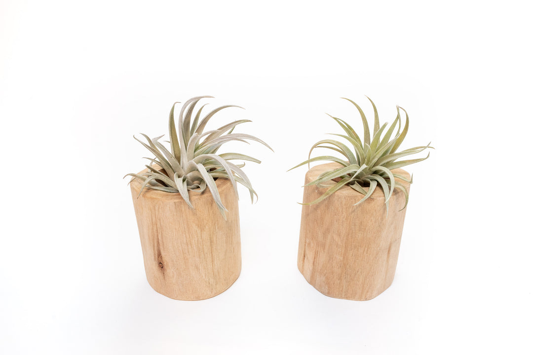 two driftwood containers with tillandsia harrisii and capitata peach air plants