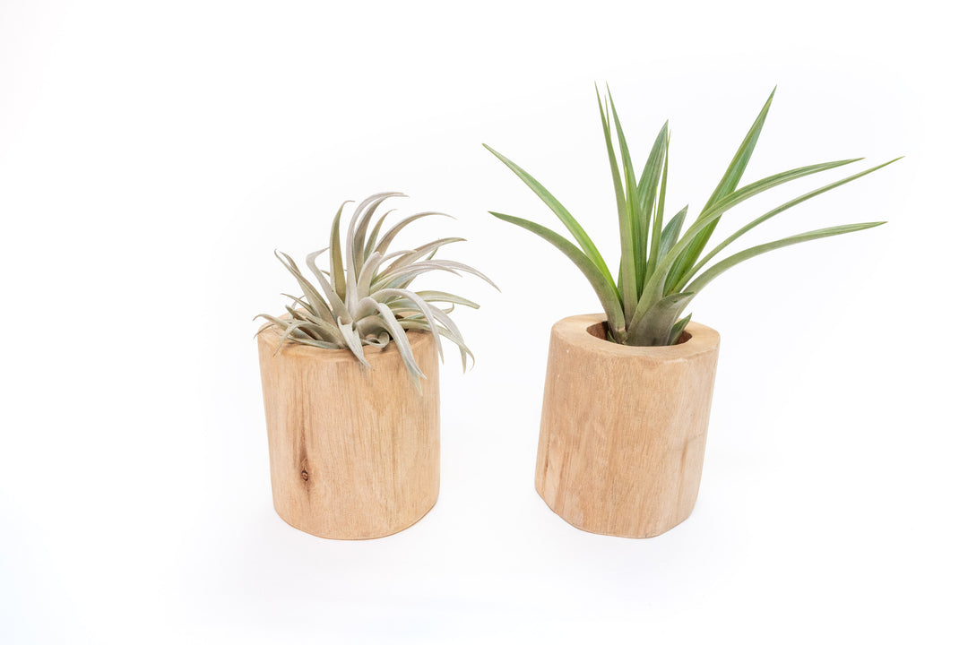 two driftwood containers with tillandsia harrisii and velutina air plants