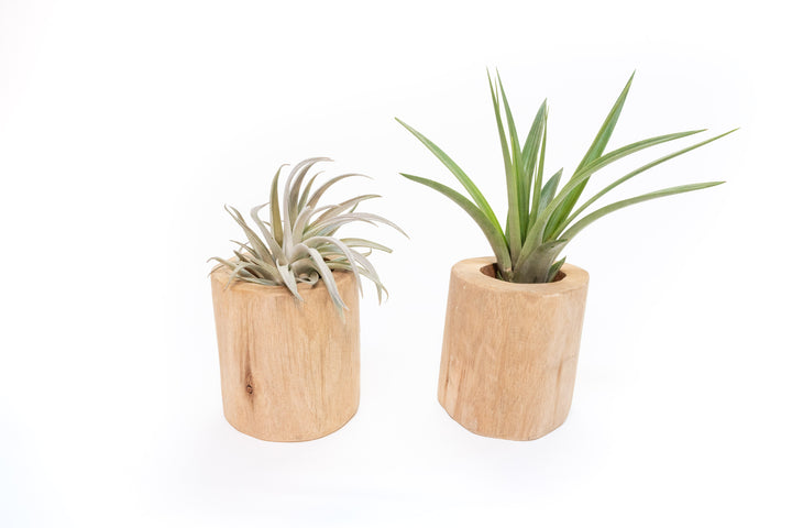 Set of 2 Large Driftwood Containers with Custom Tillandsia Air Plants