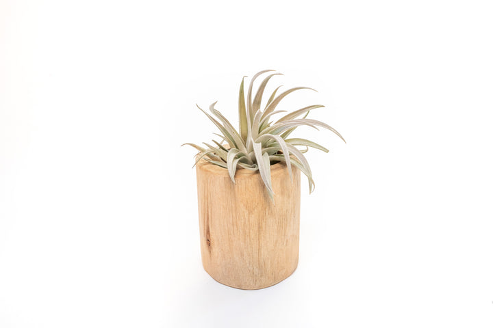 large driftwood container with tillandsia harrisii air plant