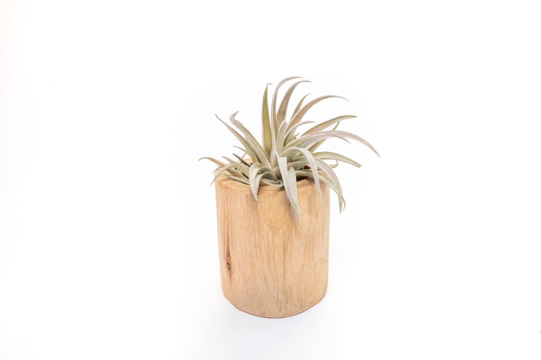 Large Driftwood Container Choose Your Custom Tillandsia Air Plant Air Plant Supply Co.