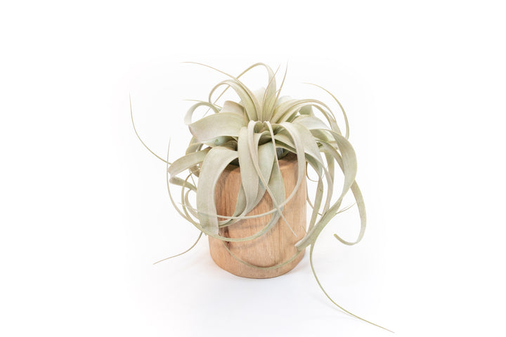 large driftwood container with tillandsia xerographica air plant