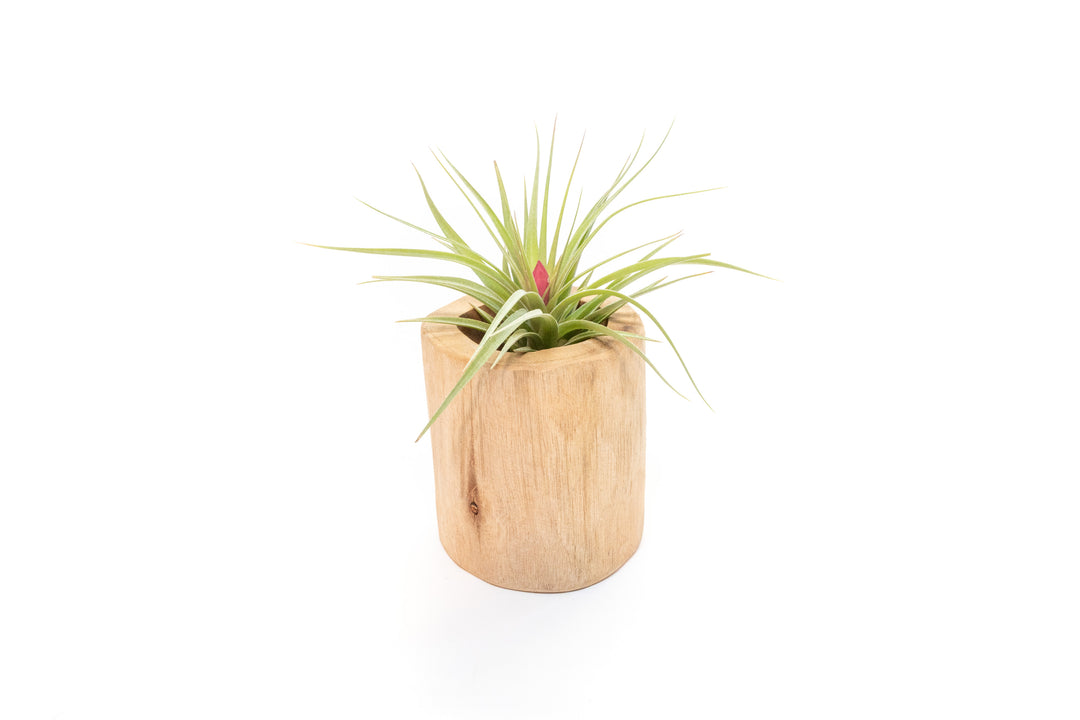 large driftwood container with blooming tillandsia aeranthos air plant