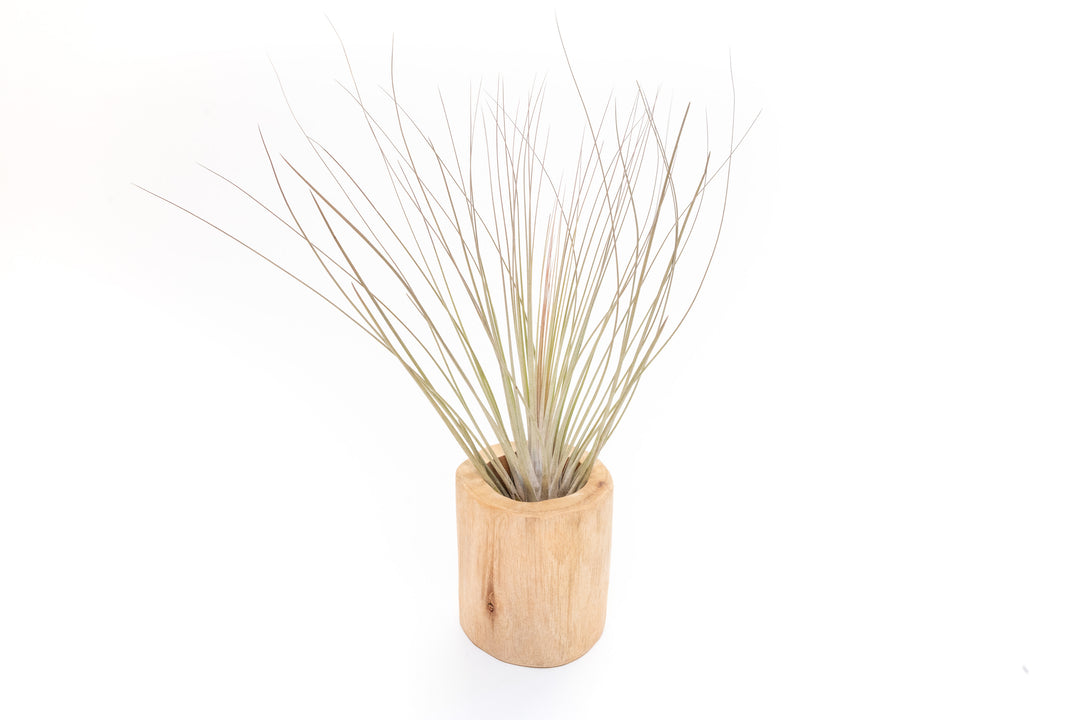large driftwood container with large tillandsia juncea air plant
