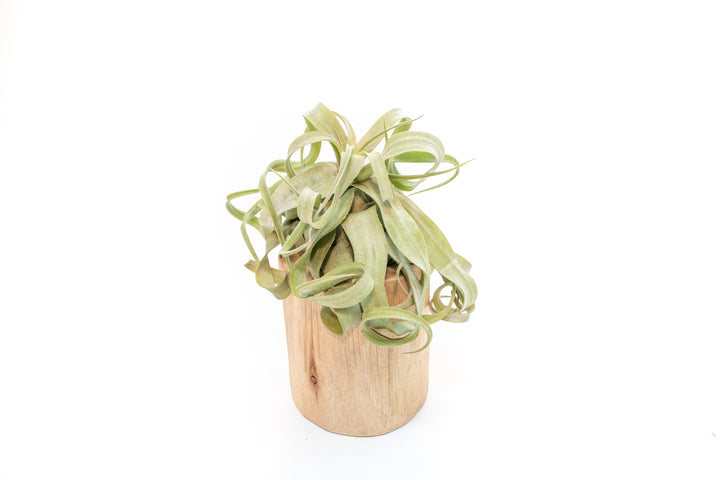 large driftwood container with curly tillandsia streptophylla air plant