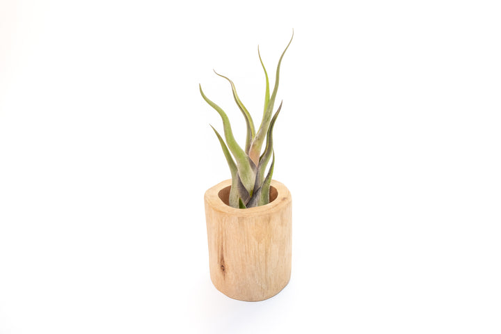 Wholesale - Large Driftwood Container with Custom Tillandsia Air Plant