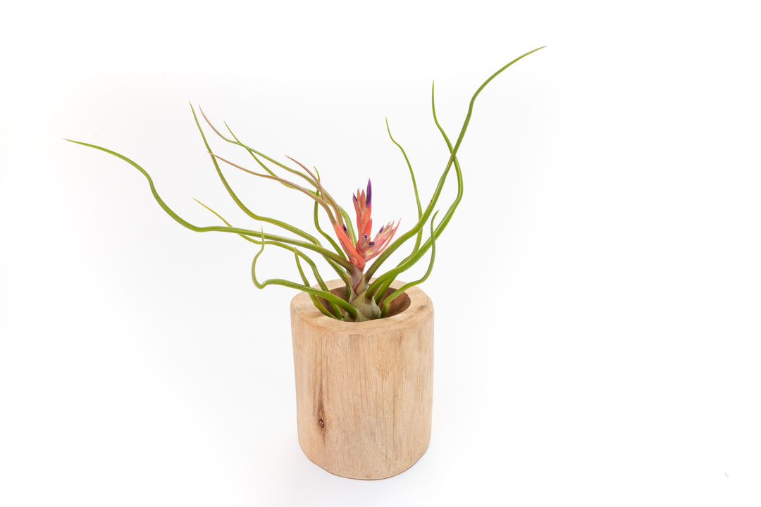 large driftwood container with blooming tillandsia bulbosa belize air plant