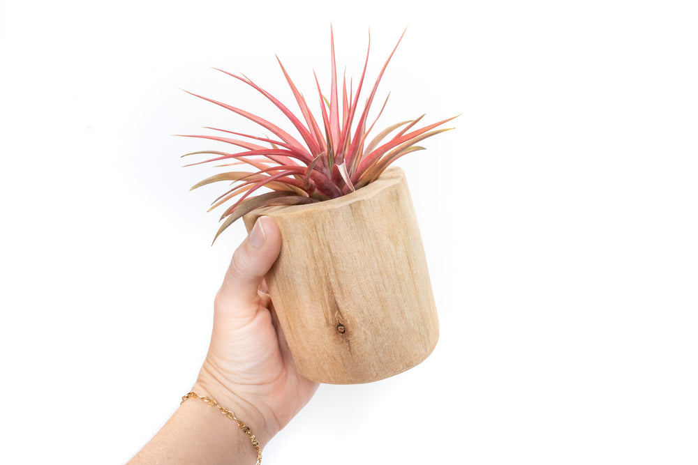 hand holding large driftwood container with large blushing tillandsia abdita air plant