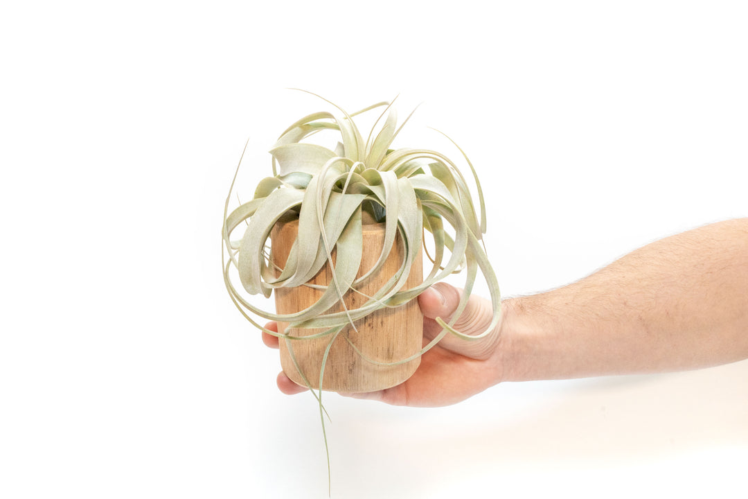 Wholesale - Large Driftwood Container with Tillandsia Xerographica Mini Air Plant