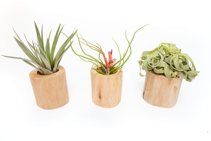 three driftwood containers with assorted tillandsia air plants