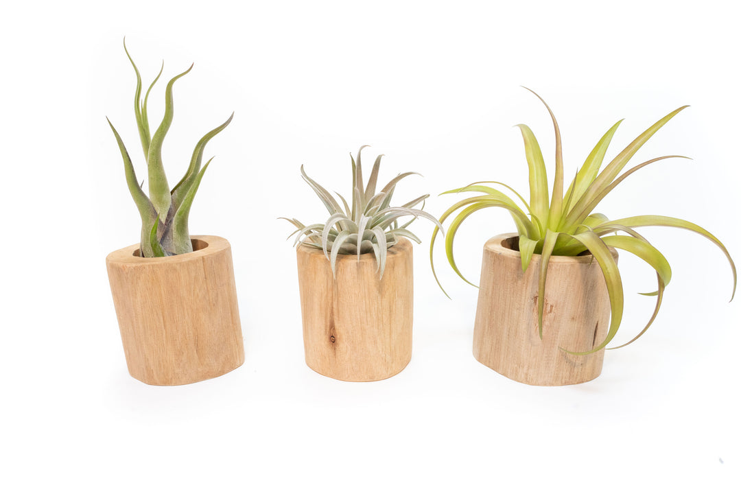 Wholesale - Large Driftwood Container with Assorted Tillandsia Air Plant