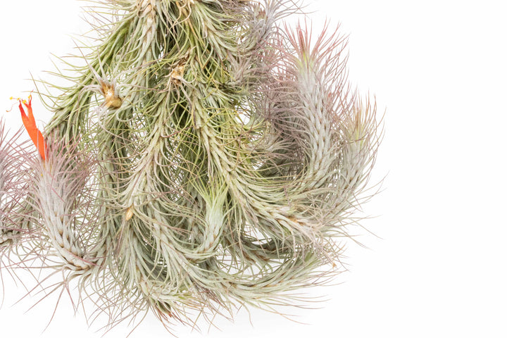 close up of large tillandsia funckiana air plant cluster