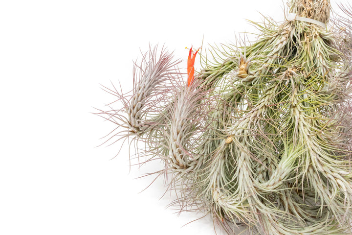 close up of large tillandsia funckiana air plant cluster