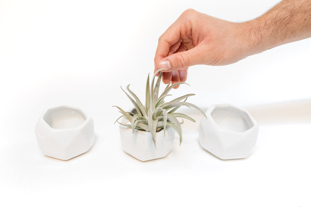 Trio of White Geometric Ceramic Containers with Assorted Tillandsia Air Plants