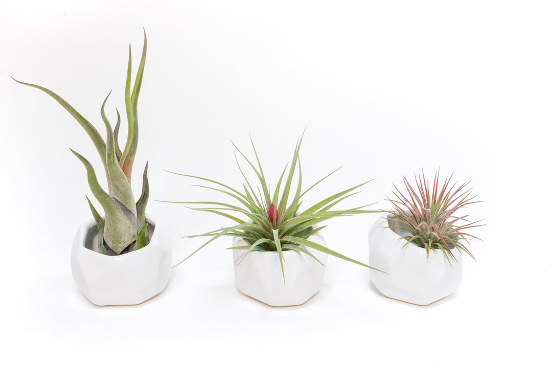 Wholesale - White Geometric Ceramic Container with Assorted Tillandsia Air Plants