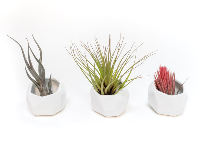 Trio of White Geometric Ceramic Containers with Assorted Tillandsia Air Plants