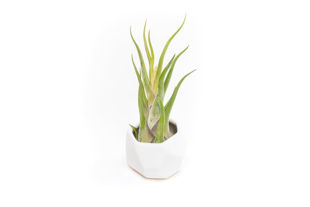 White Geometric Ceramic Container with Assorted Tillandsia Air Plant