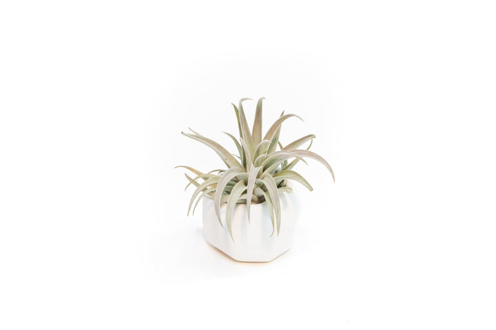 White Geometric Ceramic Container with Assorted Tillandsia Air Plant